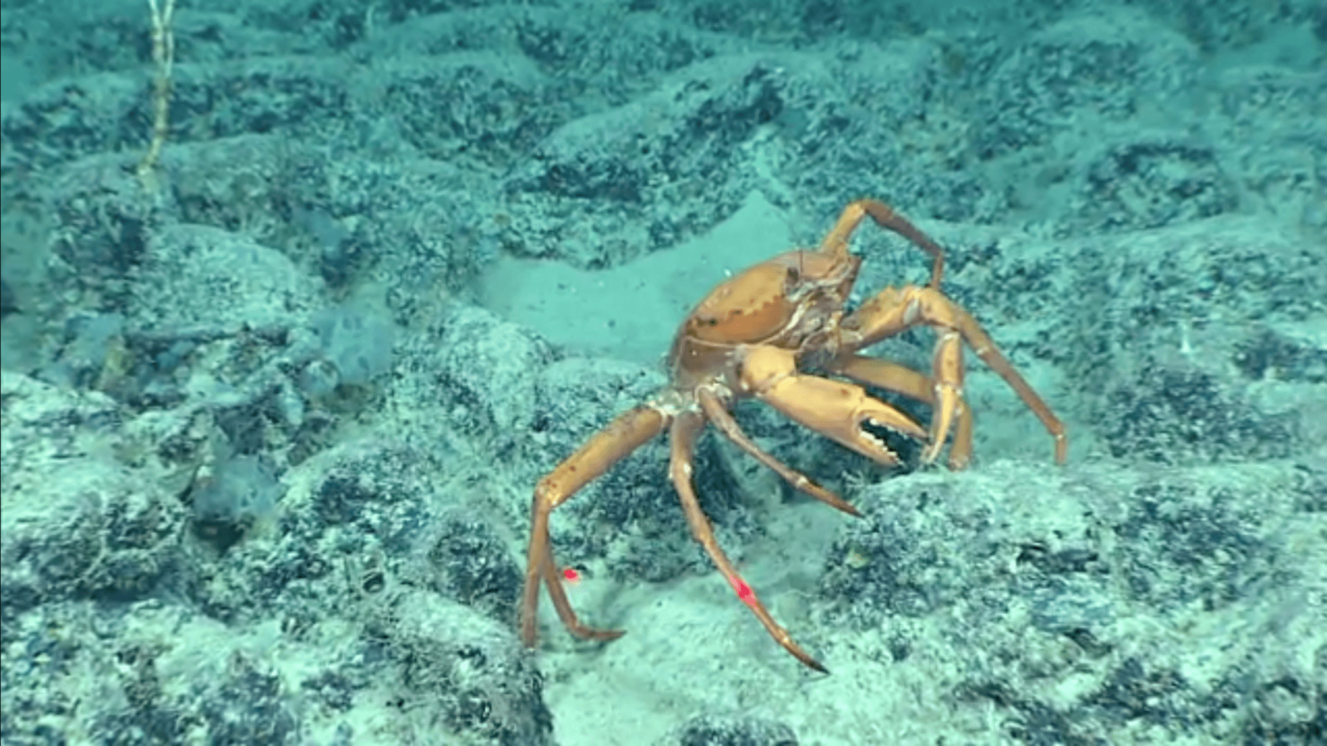 Crab, Golden, Blake, Okeanos, Deep-sea, Ridge, hard, substrate