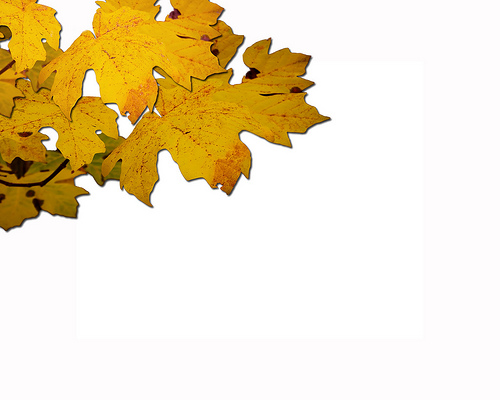 fall_leaves_white_bkgrd
