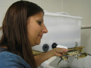 Dr. Sharp inspects blue crab