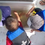 Children exploring fish, shrimp, and sponges netted (and released) during our tour.