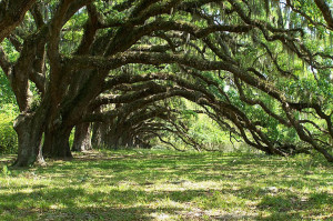 dixie-plantation-trees
