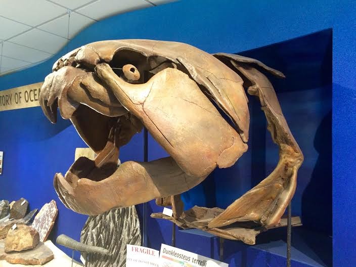 A large Dunkleosteus terrelli cast welcomes visitors to the museum.