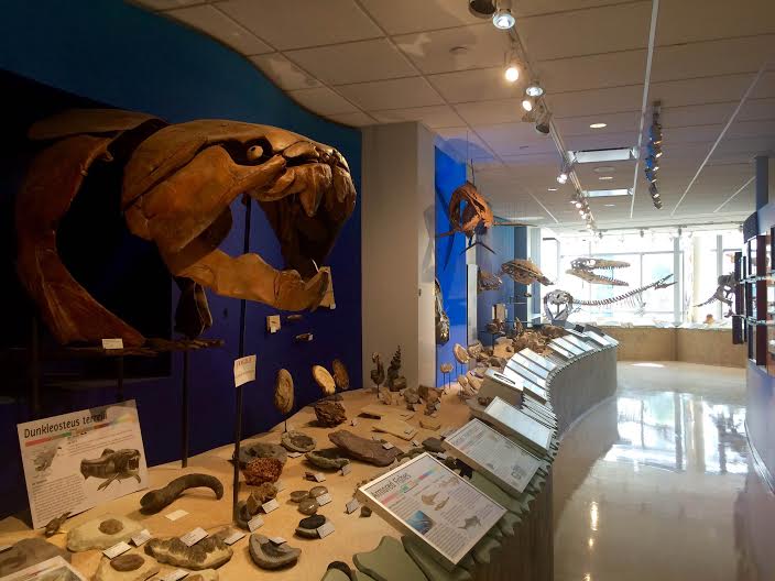 Visitors walk through the epochs - a fossil timeline of the Earth's history.