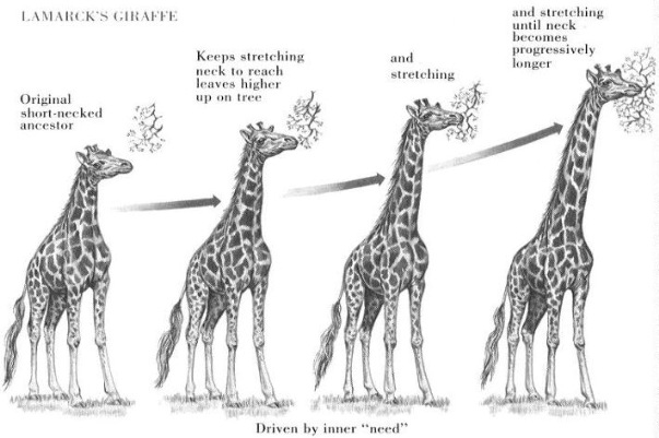 An example of Lamarckism - the giraffe stretches its neck to reach the leaves, and passes this trait on to its offspring. Image source.