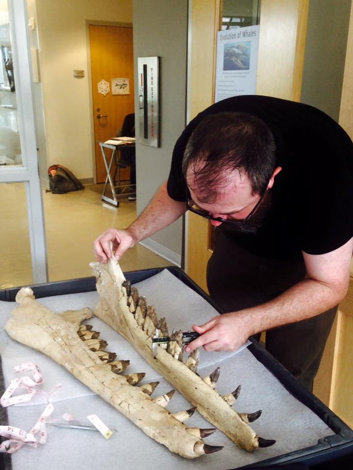 Brian Beatty measuring the jaws of one of our toothed mysticetes. Photo by R. Boessenecker.