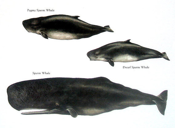 The 3 modern species of sperm whales. Image source.