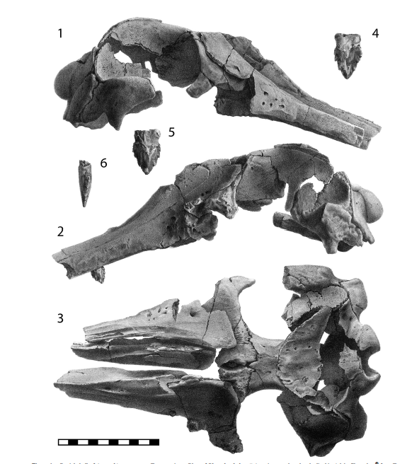 The skull was lost in the early 1900's, but the tooth has since been found, and luckily there's incredibly detailed illustrations for comparison. From Godfrey et. al. 2016.