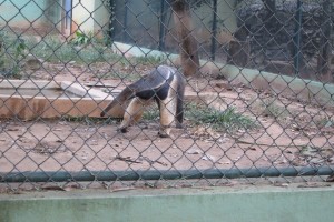 2016 BR-BH Zoo, exotic animal- Giant anteater