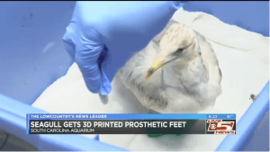 Seagull wearing plastic feet